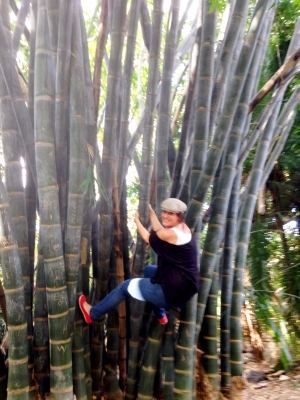 climbing Bamboo