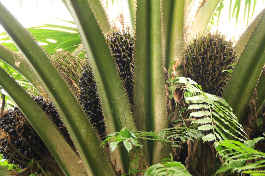 Borneo at a glance... my thoughts